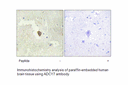 Product image for ADCY7 Antibody