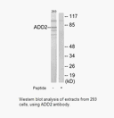 Product image for ADD2 Antibody