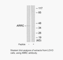 Product image for ARRC Antibody