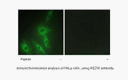 Product image for AS250 Antibody