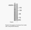 Product image for AS250 Antibody