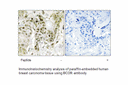 Product image for BCOR Antibody