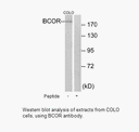 Product image for BCOR Antibody