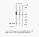 Product image for CD160 Antibody