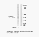 Product image for C56D2 Antibody