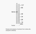 Product image for Ik3-2 Antibody