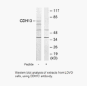 Product image for CDH13 Antibody