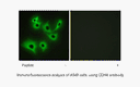 Product image for CDH4 Antibody