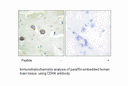 Product image for CDH4 Antibody