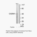 Product image for CADM1 Antibody