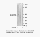 Product image for CADM3 Antibody