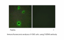 Product image for CADM4 Antibody