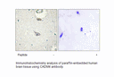 Product image for CADM4 Antibody