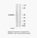 Product image for CADM4 Antibody