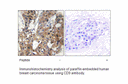 Product image for CD9 Antibody