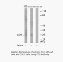 Product image for CD9 Antibody