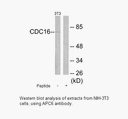 Product image for APC6 Antibody