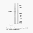 Product image for CDC6 Antibody