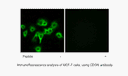 Product image for CDON Antibody