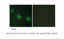 Product image for CELSR3 Antibody