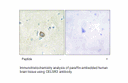 Product image for CELSR3 Antibody