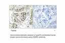 Product image for CENPA Antibody