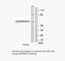 Product image for CDK5RAP3 Antibody