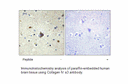 Product image for Collagen IV &alpha;3 Antibody