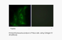 Product image for Collagen IV &alpha;6 Antibody