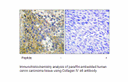 Product image for Collagen IV &alpha;6 Antibody