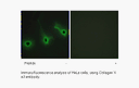 Product image for Collagen V &alpha;3 Antibody