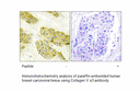 Product image for Collagen V &alpha;3 Antibody