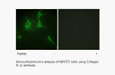 Product image for Collagen IX &alpha;3 Antibody