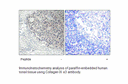 Product image for Collagen IX &alpha;3 Antibody