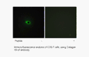 Product image for Collagen XII &alpha;1 Antibody