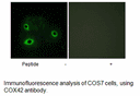 Product image for COX42 Antibody