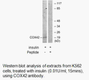 Product image for COX42 Antibody