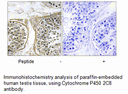 Product image for Cytochrome P450 2C8 Antibody