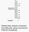 Product image for Cytochrome P450 2C19 Antibody