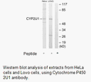 Product image for Cytochrome P450 2U1 Antibody