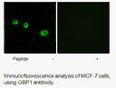 Product image for GBP1 Antibody