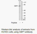 Product image for GBP1 Antibody