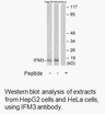 Product image for IFM3 Antibody