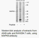 Product image for MAPK9 Antibody