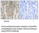 Product image for HER2 Antibody