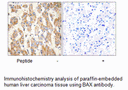 Product image for BAX Antibody