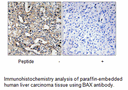 Product image for BAX Antibody