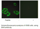 Product image for BAX Antibody