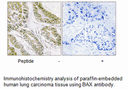 Product image for BAX Antibody