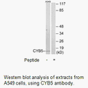 Product image for CYB5 Antibody